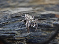 Menemerus semilimbatus