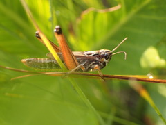 Pseudochorthippus curtipennis
