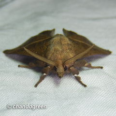 Quasithosea obliquistriga