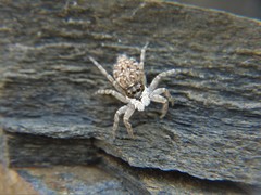 Menemerus semilimbatus