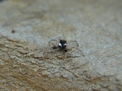 Menemerus semilimbatus