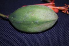 Passiflora spicata