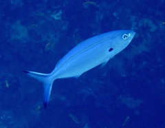 Caesio lunaris