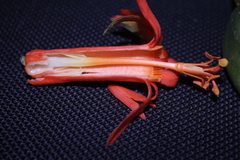 Passiflora spicata
