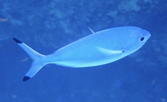 Caesio lunaris
