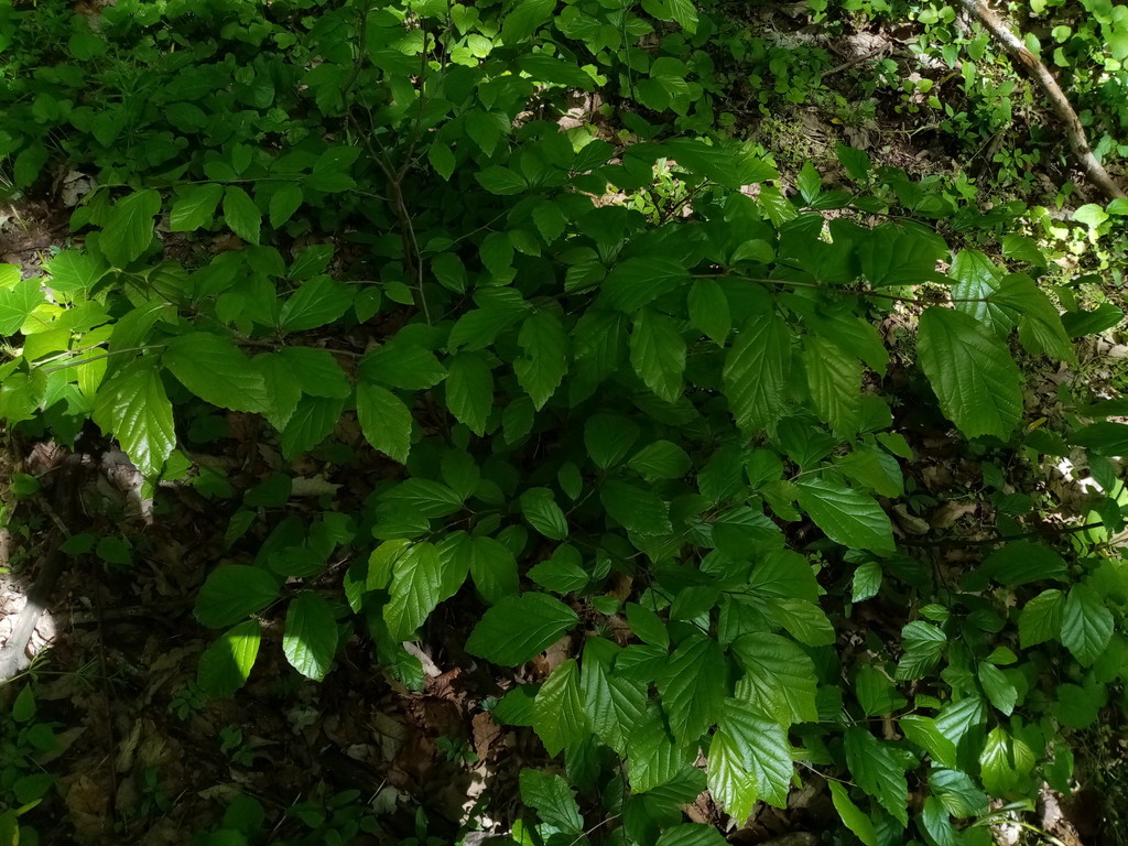Parrotia persica; photograph (c) Oleksandr Shynder, some rights reserved (CC BY)