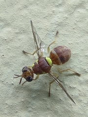 Dacus ciliatus