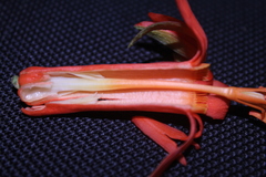 Passiflora spicata