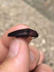 Parallelostethus attenuatus