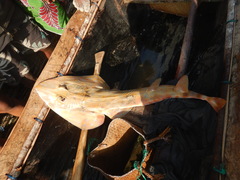 Malagasy Blue-Spotted Guitarfish photo 2