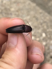 Parallelostethus attenuatus