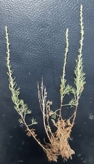 Artemisia abrotanum