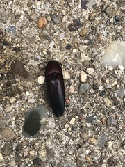 Parallelostethus attenuatus