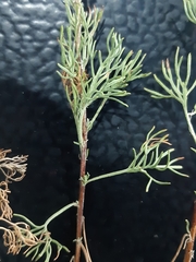 Artemisia abrotanum