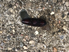 Parallelostethus attenuatus