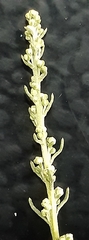 Artemisia abrotanum