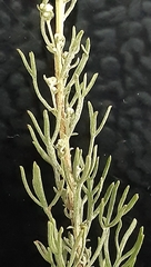 Artemisia abrotanum