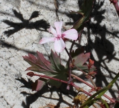 Pelargonium patulum patulum