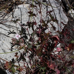 Pelargonium patulum patulum