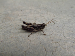 Agroecotettix modestus