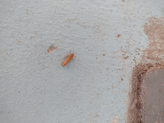 Virbia opella