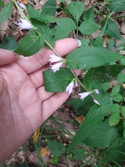 Campanula bononiensis