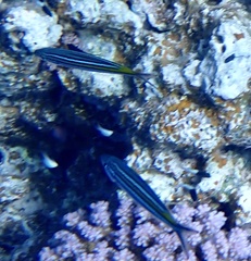 Caesio striata