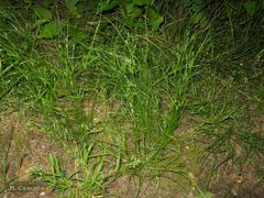 Juncus