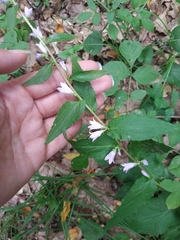 Campanula bononiensis