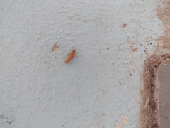 Virbia opella