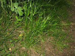 Juncus