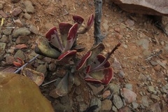Adromischus triflorus