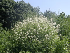 Koenigia panjutinii