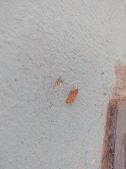 Virbia opella