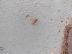 Virbia opella