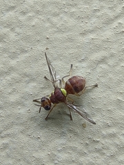 Dacus ciliatus