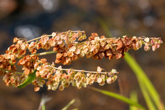 Rumex aquaticus