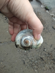 Naticidae
