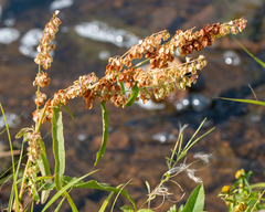 Rumex aquaticus