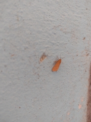 Virbia opella