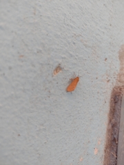 Virbia opella