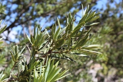 Podocarpus elongatus