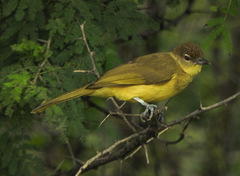 Chlorocichla flaviventris