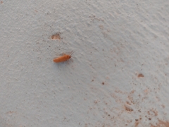 Virbia opella
