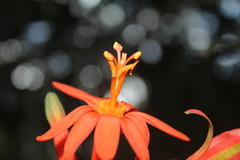 Passiflora spicata