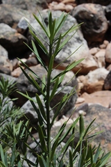 Podocarpus elongatus