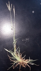 Bothriochloa ischaemum