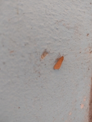 Virbia opella