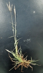 Bothriochloa ischaemum