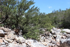 Podocarpus elongatus